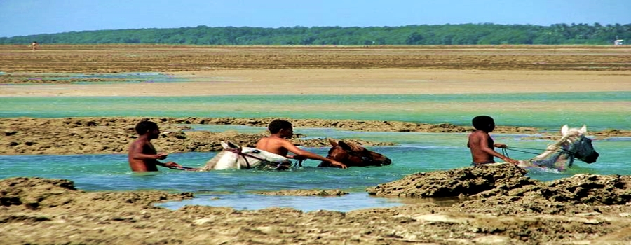 cavalo morro
